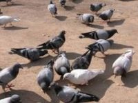 El 2027 es veuran els primers resultats del pla d’actuació per al control de coloms