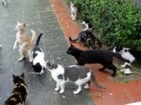 Tarragona es concentra pels gats comunitaris i les colònies felines