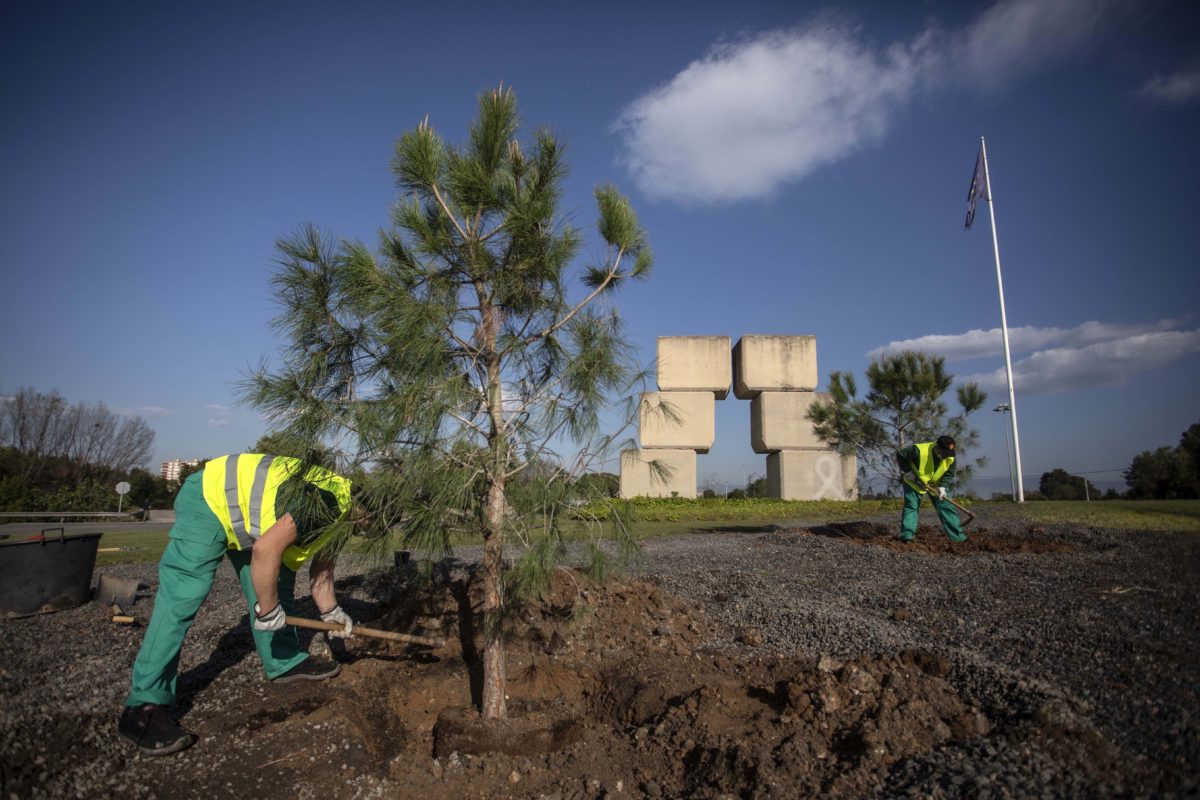 S'han replantat arbres a la plaça d'Europa