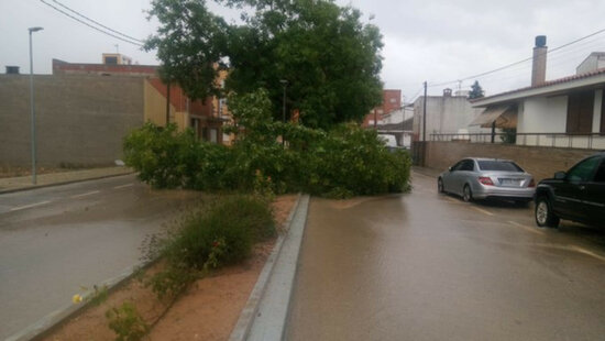 Un arbre caigut en un carrer d'Ulldecona