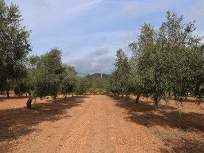 Un estudi de la URV indica que l’oli d’oliva verge protegeix la salut cognitiva a través de la microbiota intestinal