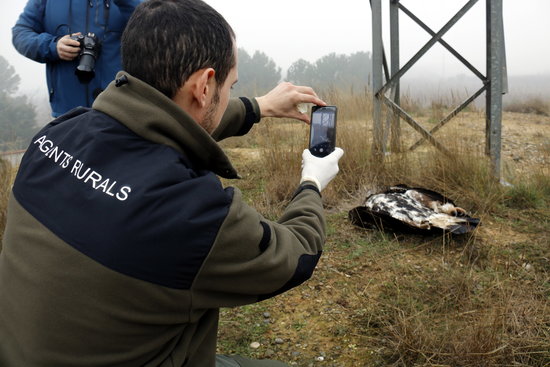 Un agent rural fent una foto a una àliga daurada morta electrocutada per una línia de mitja tensió. Foto: ACN.