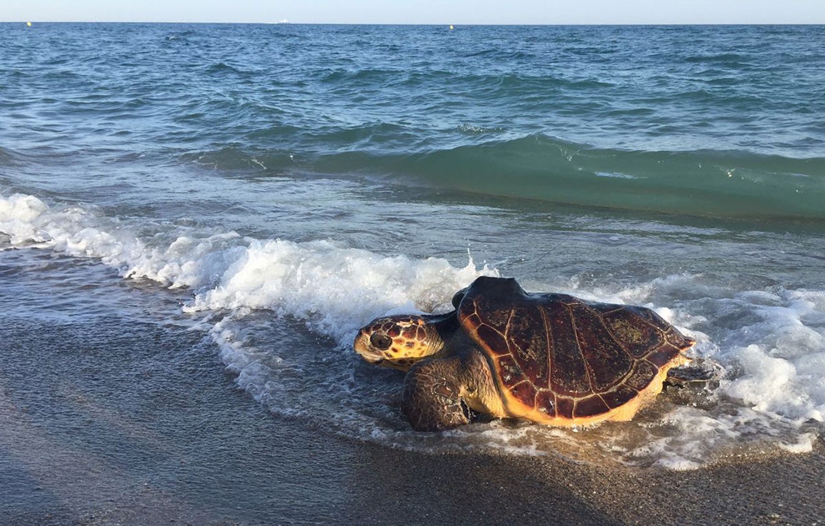 Una tortuga alliberada al mar.