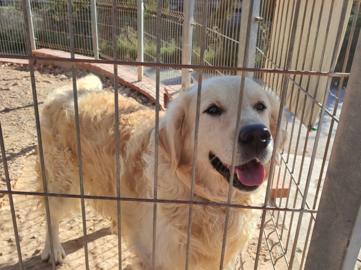 La Protectora d’Animals de Tarragona impulsa una marxa per conscienciar sobre l’abandonament de gats i gossos