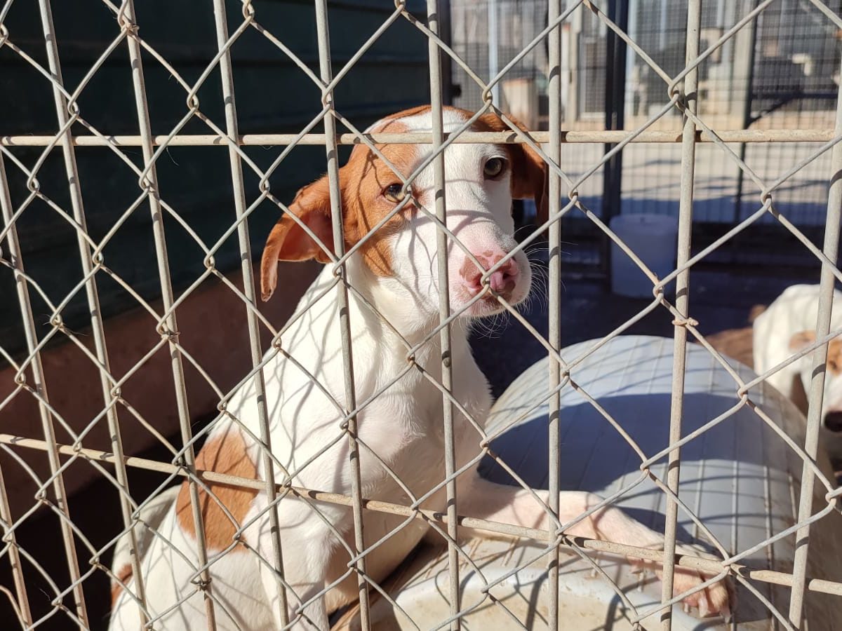 Els abandonaments de gossos i gats augmenten durant l’estiu