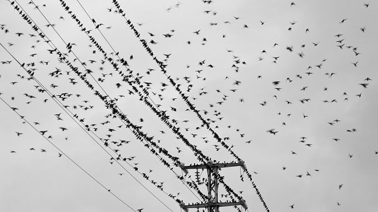 Estornells a la ciutat de Tarragona