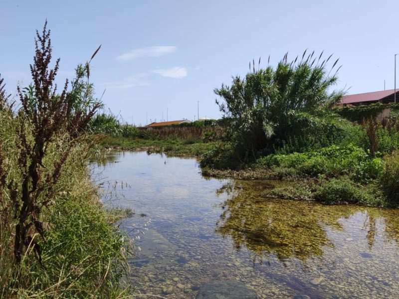 Riu Francolí amb aigua i vegetació