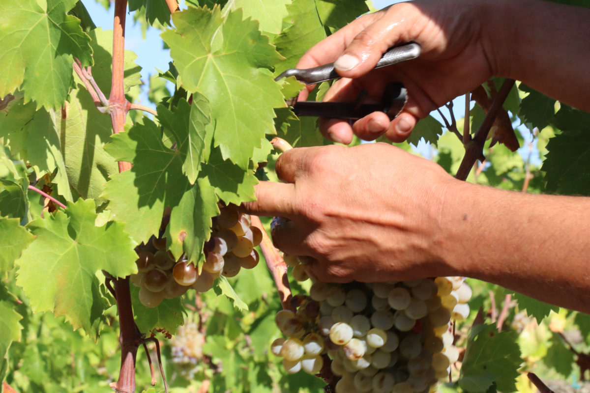Un viticultor cull raïm d'una vinya del Mas dels Frares, del celler Costers del Priorat de la DOQ Priorat, al terme municipal del Molar Data de publicació: diumenge 28 d’agost del 2022, 07:00 Localització: El Molar Autor: Eloi Tost