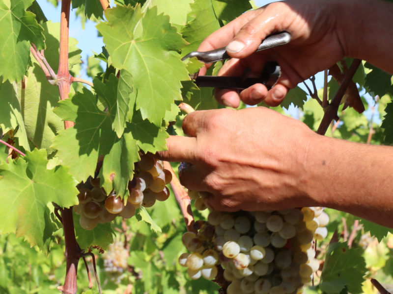 Un viticultor cull raïm d'una vinya del Mas dels Frares, del celler Costers del Priorat de la DOQ Priorat, al terme municipal del Molar Data de publicació: diumenge 28 d’agost del 2022, 07:00 Localització: El Molar Autor: Eloi Tost