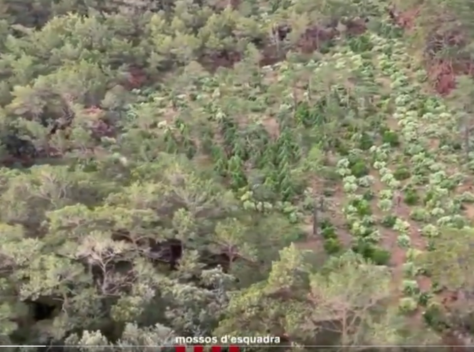 Plantacions de marihuana en una zona boscosa de les muntanyes de Prades