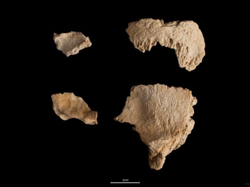 Restes parcials del crani de Neandertal de 60.000 anys recuperat en el jaciment de l’Abric Romaní. Foto: Maria D.Guillén / IPHES-CERCA