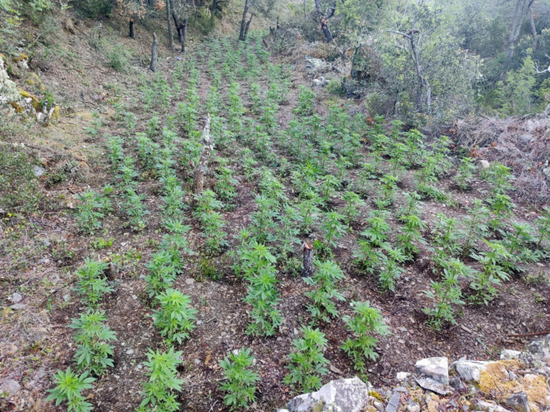 Un dels bancals de la plantació de marihuana a les muntanyes de Prades desarticulada pels Mossos d'Esquadra Data de publicació: diumenge 11 de juny del 2023, 12:15 Localització: Barcelona Autor: Cedida pels Mossos d'Esquadra