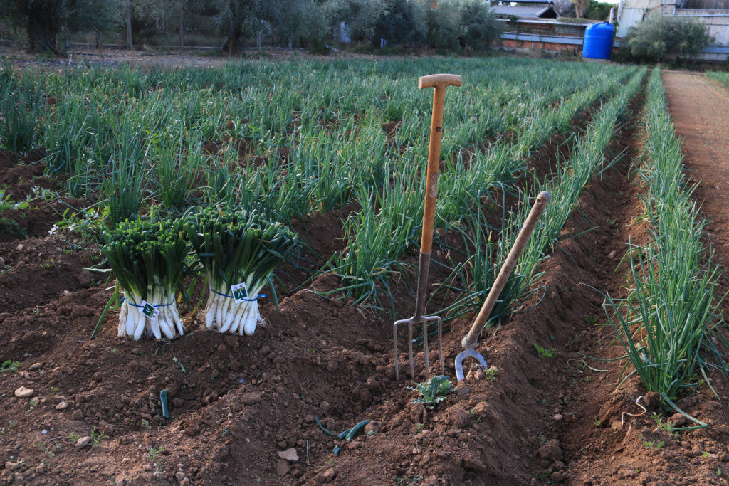 Un dels camps de calçots de la IGP, a principis de la temporada
Data de publicació: dissabte 25 de novembre del 2023, 11:41
Localització: Valls
Autor: Ariadna Escoda