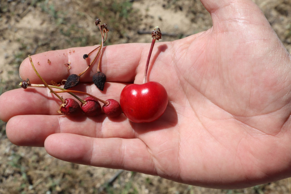 A l'esquerra, cireres petites que l'arbre ha abortat per falta d'aigua; a la dreta una cirera d'un arbre que ha tingut prou aigua per fer créixer el fruit; en una finca de la Serra d'Almos Data de publicació: diumenge 12 de maig del 2024, 07:00 Localització: Els Guiamets Autor: Eloi Tost