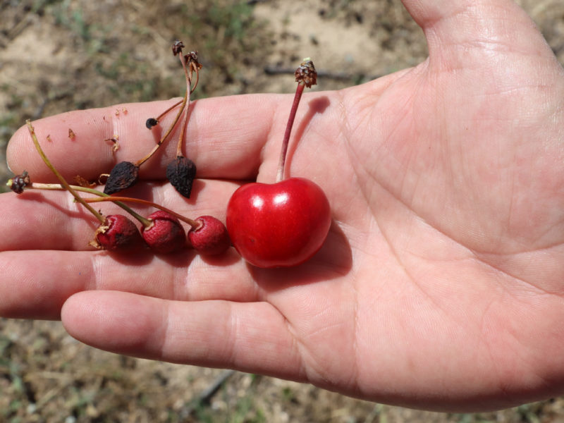 A l'esquerra, cireres petites que l'arbre ha abortat per falta d'aigua; a la dreta una cirera d'un arbre que ha tingut prou aigua per fer créixer el fruit; en una finca de la Serra d'Almos Data de publicació: diumenge 12 de maig del 2024, 07:00 Localització: Els Guiamets Autor: Eloi Tost