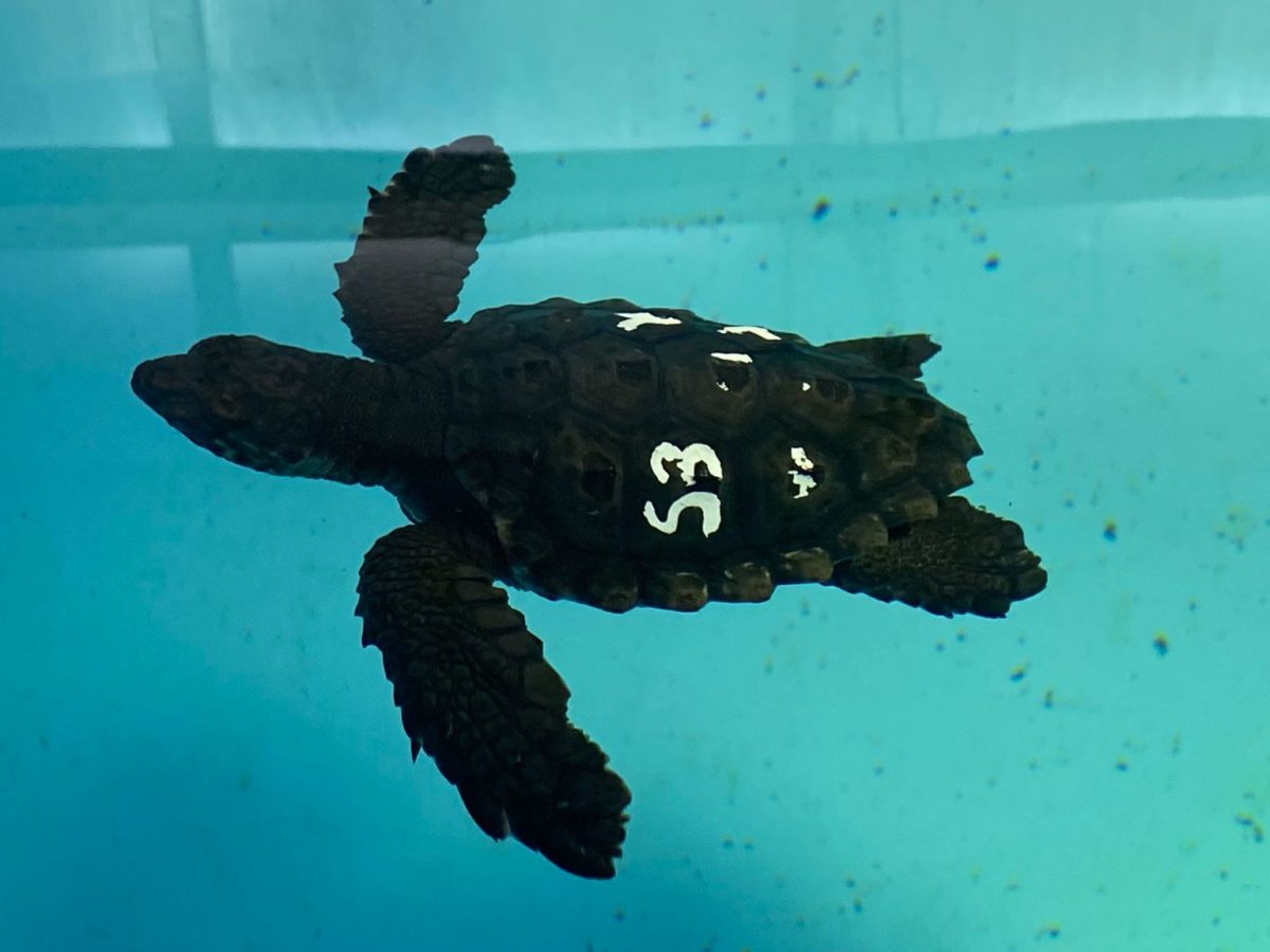 Tortuga Savinosa, 06-02-2025