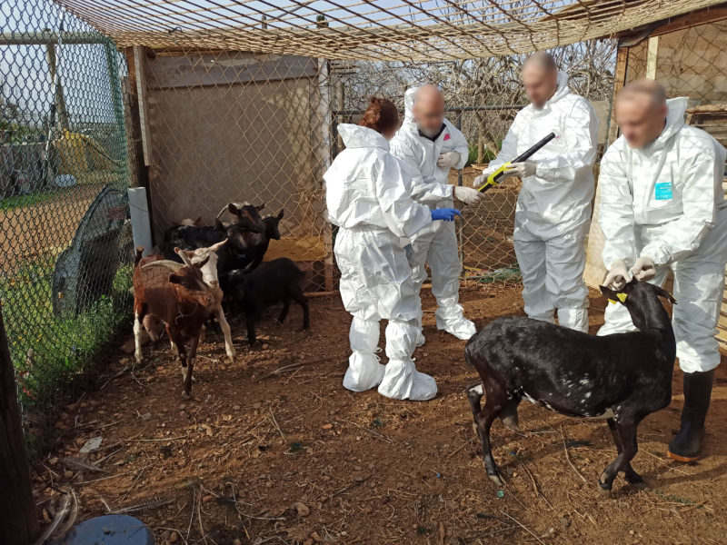 Cabres a la finca irregular de Constantí Data de publicació: diumenge 23 de març del 2025, 12:22 Localització: Constantí Autor: Mossos d'Esquadra