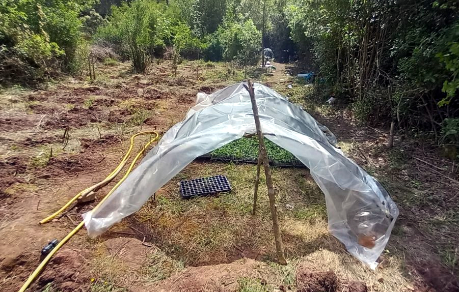 Els Mossos d'Esquadra ja van localitzar una plantació similar en aquest mateix indret l'any 2021