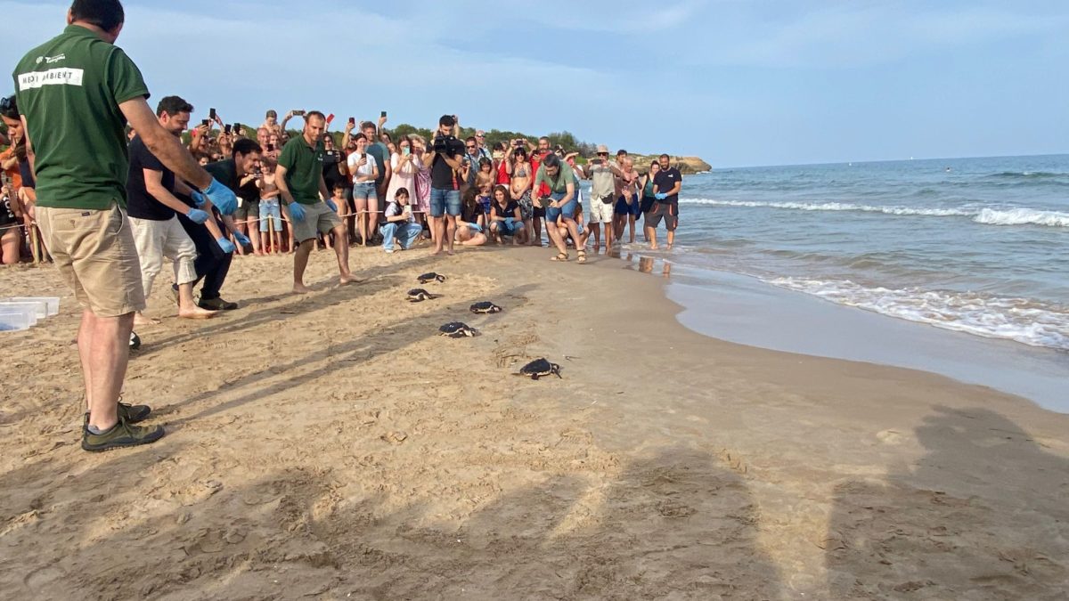 Tortugues Savinosa. 10 juny 2024