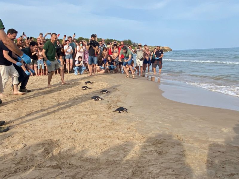 Tortugues Savinosa. 10 juny 2024