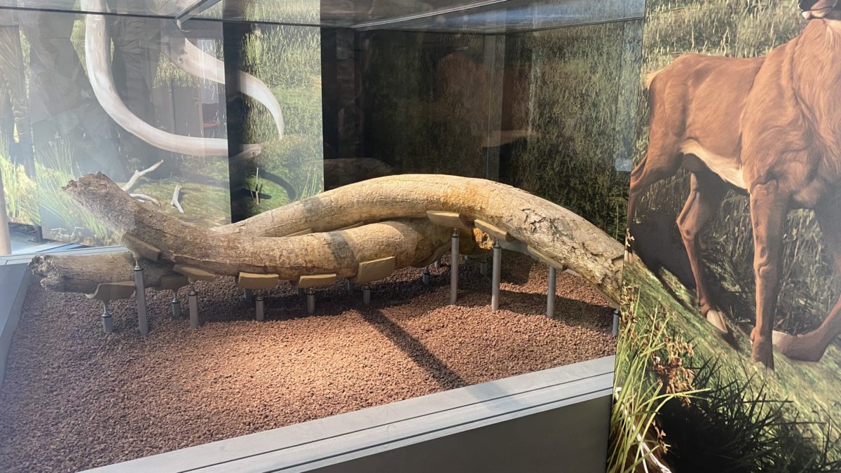 Espai Mammuthus de la Canonja.