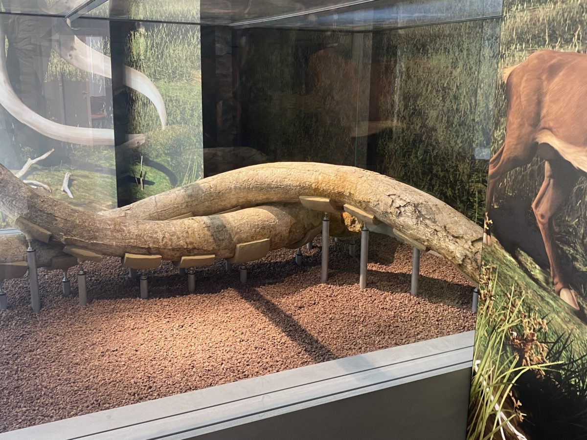 Espai Mammuthus de la Canonja.