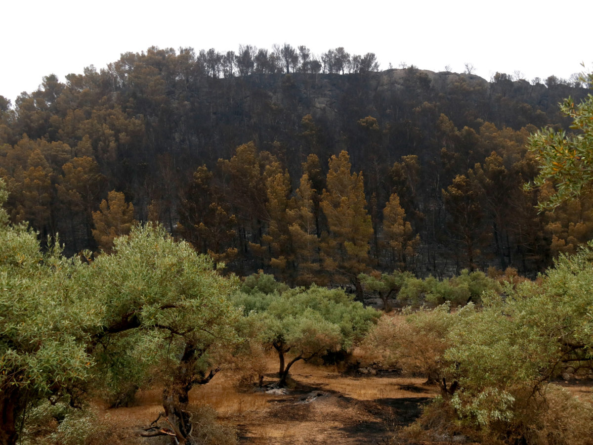 Controlat l’incendi de Paüls, que ha afectat 3.321 hectàrees de superfície agrícola i forestal