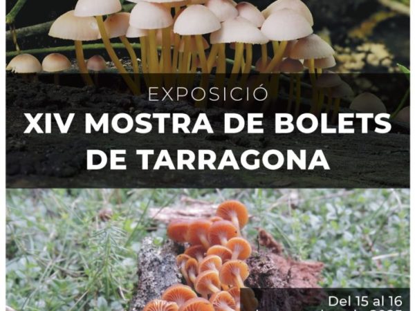 La 14a Mostra de Bolets es podrà veure al Pati Jaume I