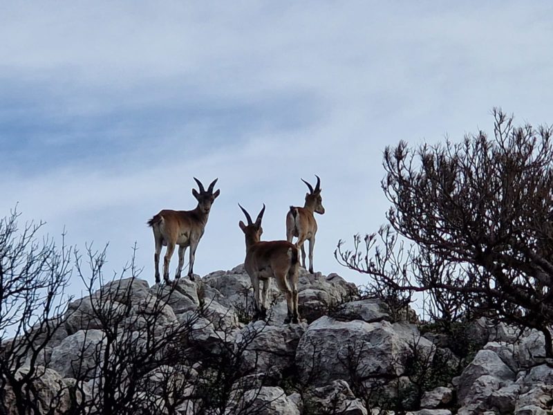 El Pont de Mahoma. 2025. Cabres al barranc de l'Infern, als Ports.