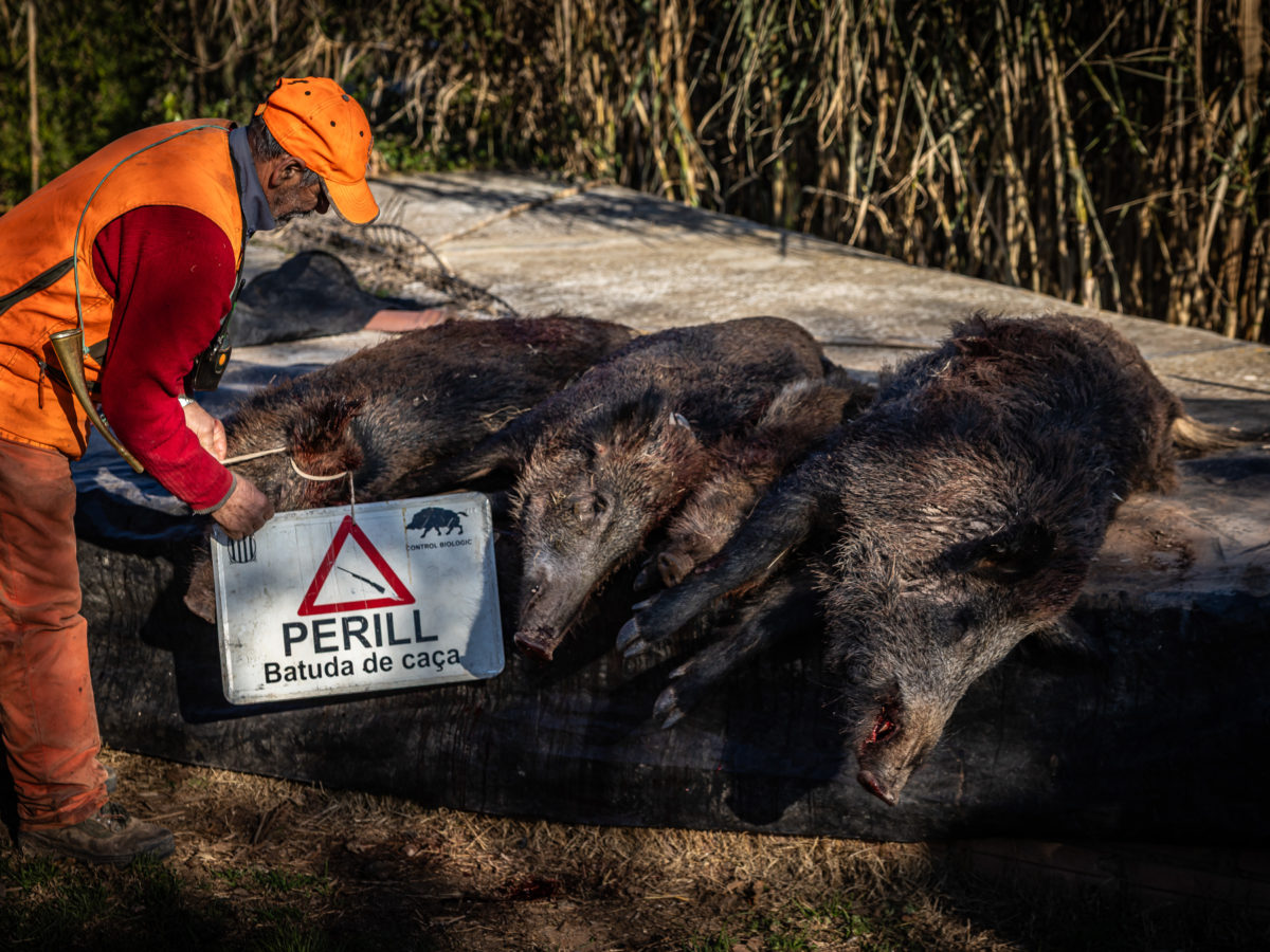 El Govern declara l’emergència per a les actuacions destinades a contenir i pal·liar els efectes de la pesta porcina