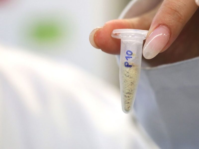 Identifiquen tres noves varietats de vinya a l’illa de la Palma