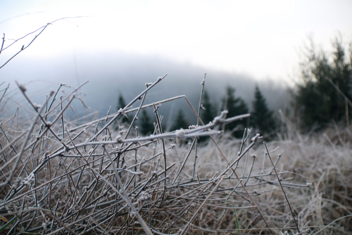 Un paisatge glaçat. Data de publicació: dimarts 06 de gener del 2026, 11:31 Localització: Espinelves Autor: Lourdes Casademont