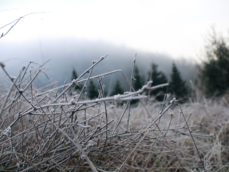 Un paisatge glaçat. Data de publicació: dimarts 06 de gener del 2026, 11:31 Localització: Espinelves Autor: Lourdes Casademont