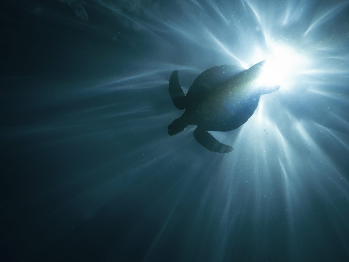 Jose Carlos Baéz: “No hi ha un consens sobre què vol protegir la humanitat”