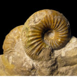 Un dels 6.700 fòssils cedits per Àlex Ossó al Museu d'Història de Tarragona