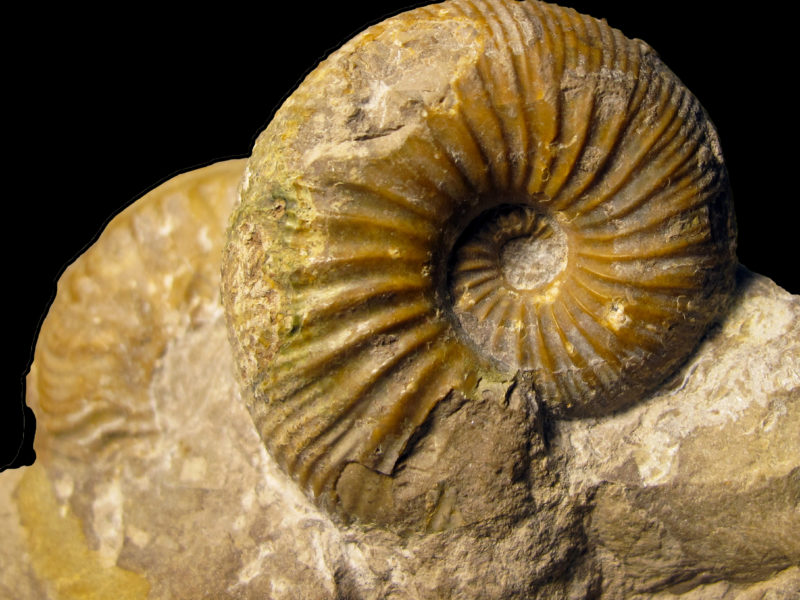 Un dels 6.700 fòssils cedits per Àlex Ossó al Museu d'Història de Tarragona