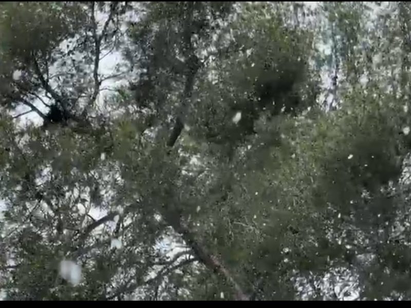 Flocs de neu a Sant Salvador CEDIDA