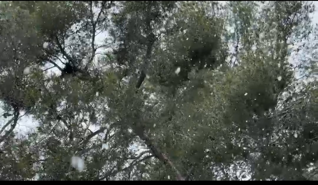 Flocs de neu a Sant Salvador CEDIDA