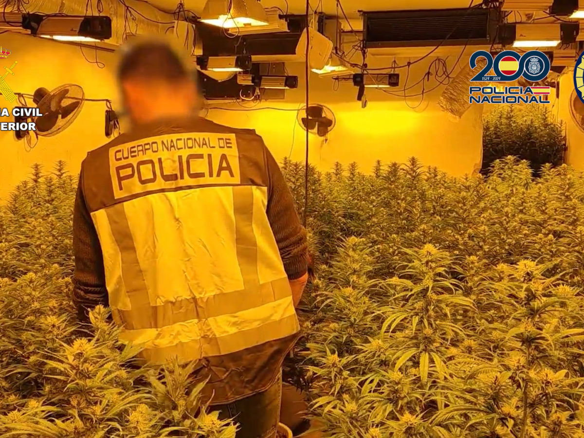 Set detinguts en el desmantellament de plantacions il·legals de marihuana a Calafell, Cunit i Roda de Berà