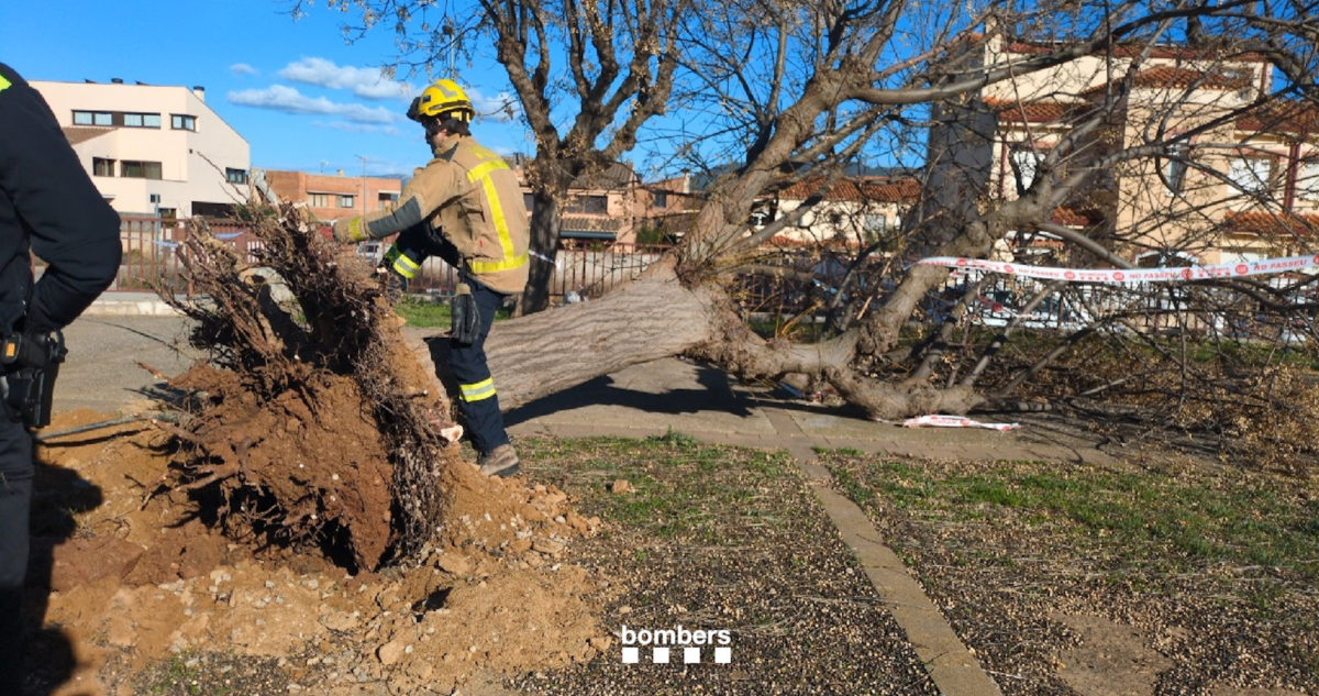 Arbre arrencat pel vent a Montblanc. Data de publicació: dijous 19 de febrer del 2026, 17:46 Localització: Barcelona Autor: Bombers de la Generalitat