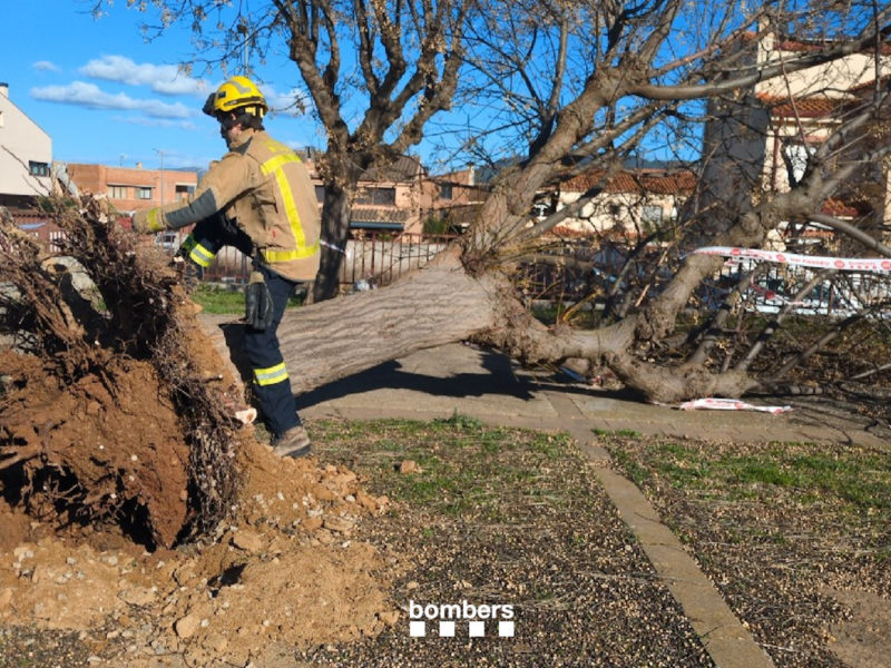 Arbre arrencat pel vent a Montblanc. Data de publicació: dijous 19 de febrer del 2026, 17:46 Localització: Barcelona Autor: Bombers de la Generalitat