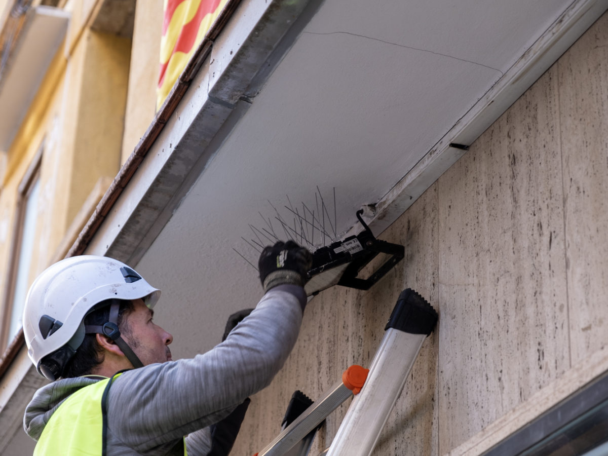 Tarragona actua en 81 punts crítics pel que fa a la presència de coloms