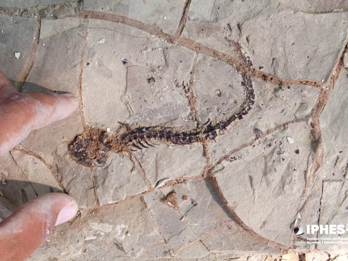 L’IPHES-CERCA crea un protocol per estudiar les restes més delicades