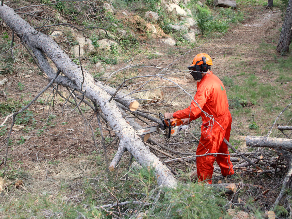 Tarragona actua en 25 hectàrees per netejar massa forestal i mantenir les franges de protecció d’incendis
