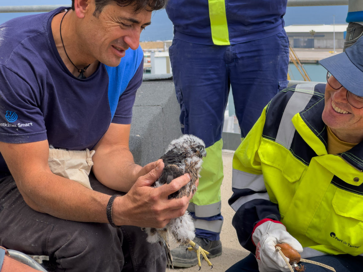 Neixen tres nous exemplars de falcó pelegrí al Port de Tarragona