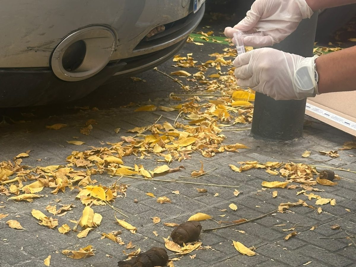 Tarragona ja ha iniciat la recollida de mostres d’excrements de gossos al carrer