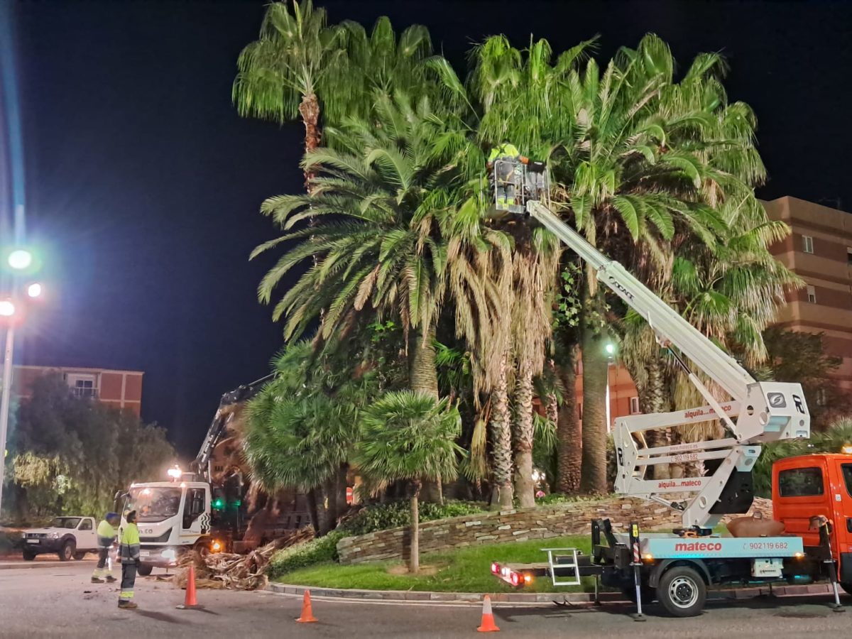 La Brigada Municipal fa treballs de poda preventiva a les palmeres de la rotonda de l’avinguda Catalunya